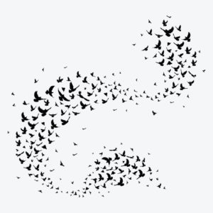 Bird Flight Patterns and Music for Home School Groups